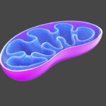 Purple photo of a mitochondria showing how NADs IV therapy helps at the cellular level.