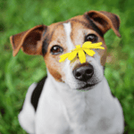 Clearer Eyes and Easier Breath Spring allergy dog